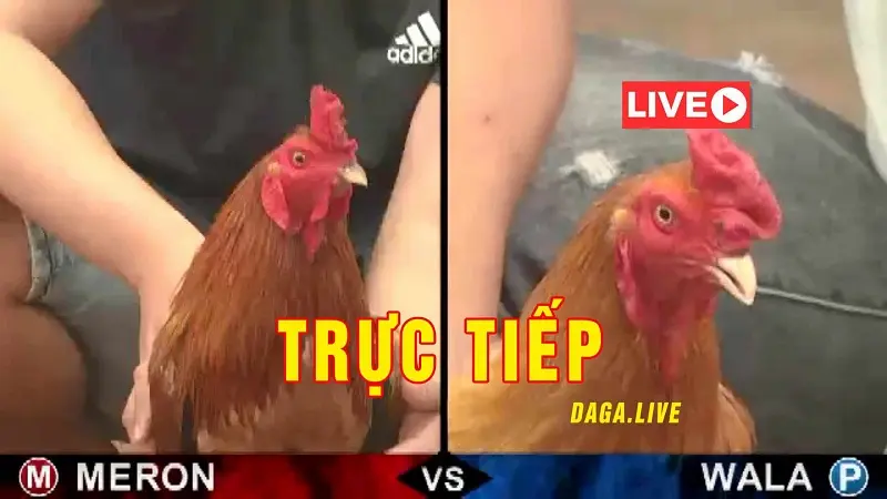 Đá Gà M88 Và W88: Thách thức