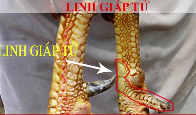 Vảy linh giáp tử là một loại vảy tốt trong cách xem vảy gà cực chuẩn